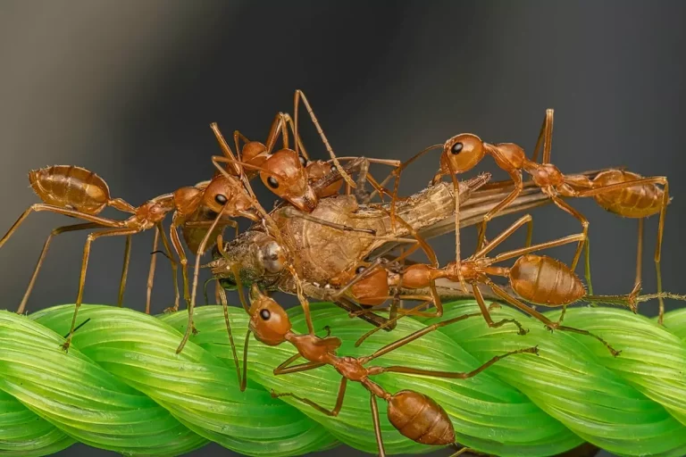 Jak bezpiecznie i skutecznie pozbyć się mrówek?