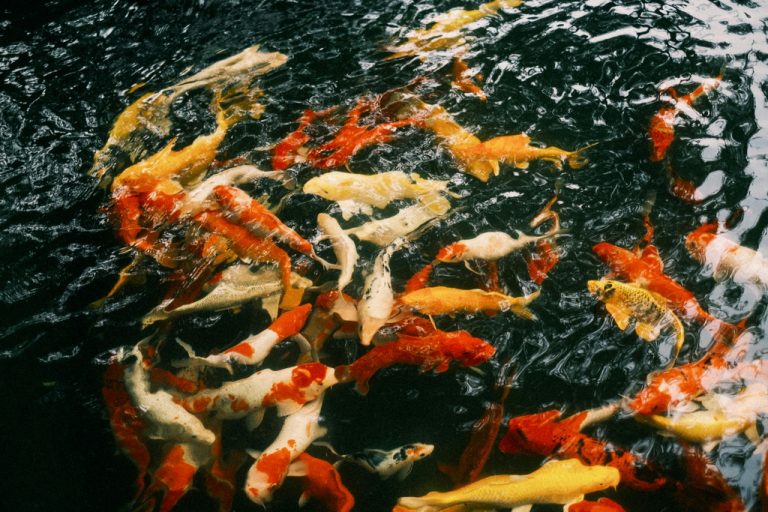 Karasie ozdobne – dlaczego warto je mieć w przydomowym zbiorniku?